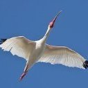 ibis441